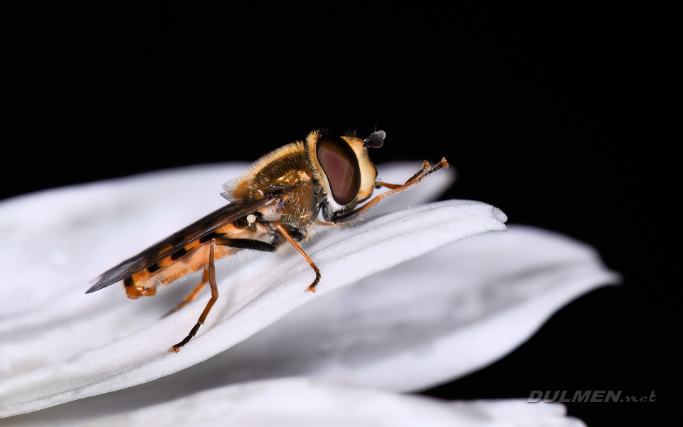 Marmalade Fly (male, Episyrphus balteatus)